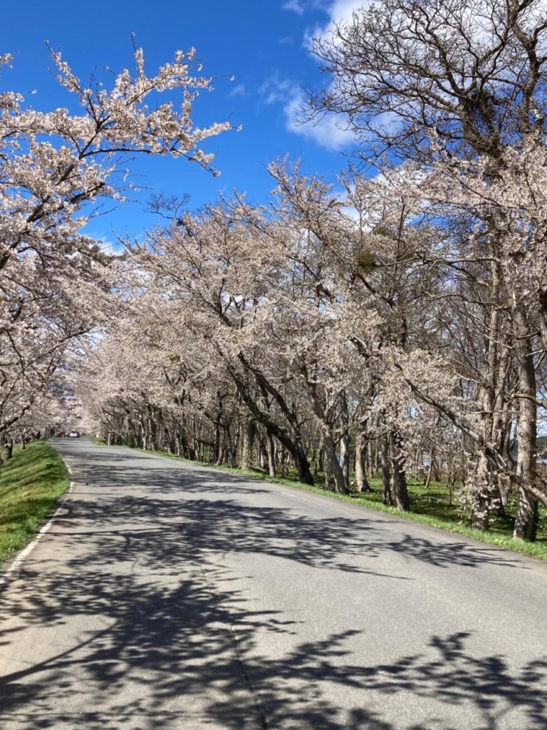 4月16日　小川原湖畔の🌸